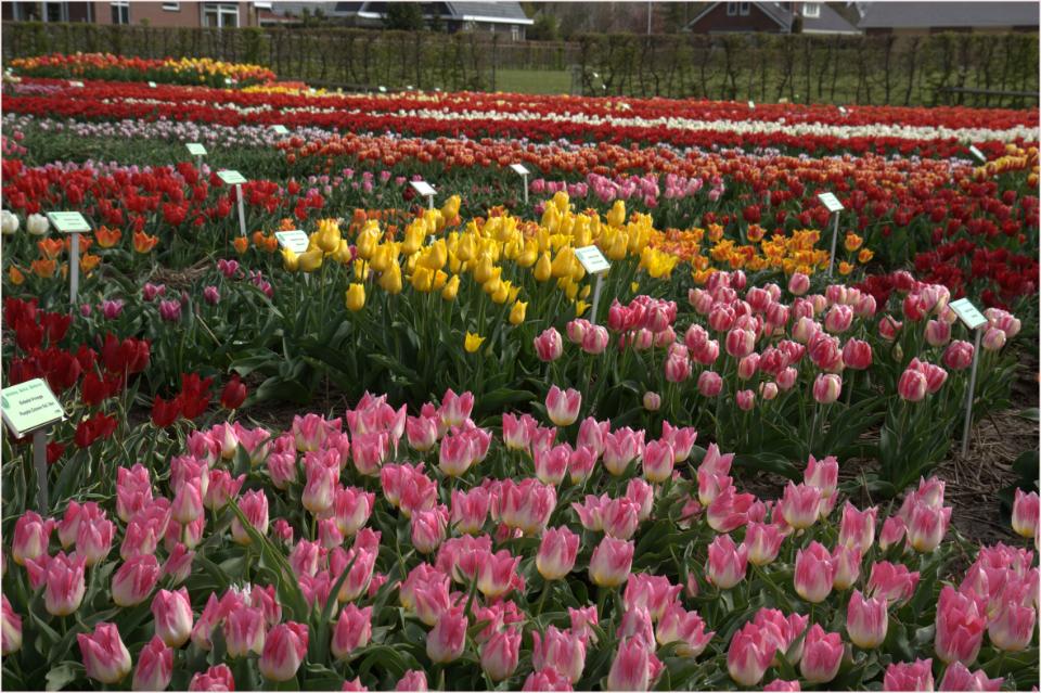 tulpen bij Hortus Bulborum